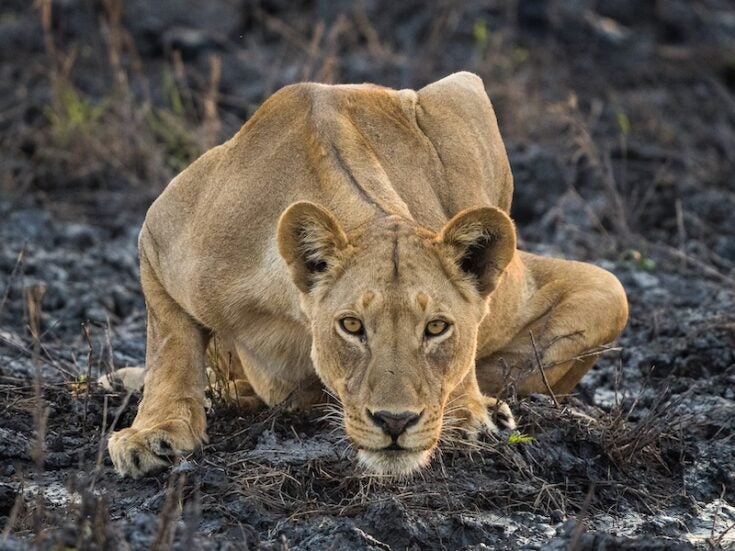 Photo of Life and Death with the Bushmen: A Botswana Safari with Wilderness