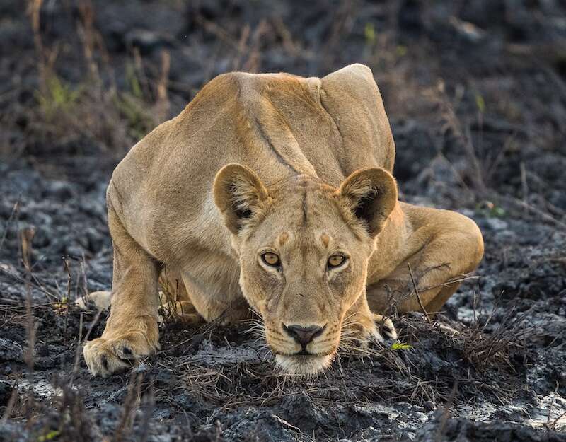 botswana safari tour