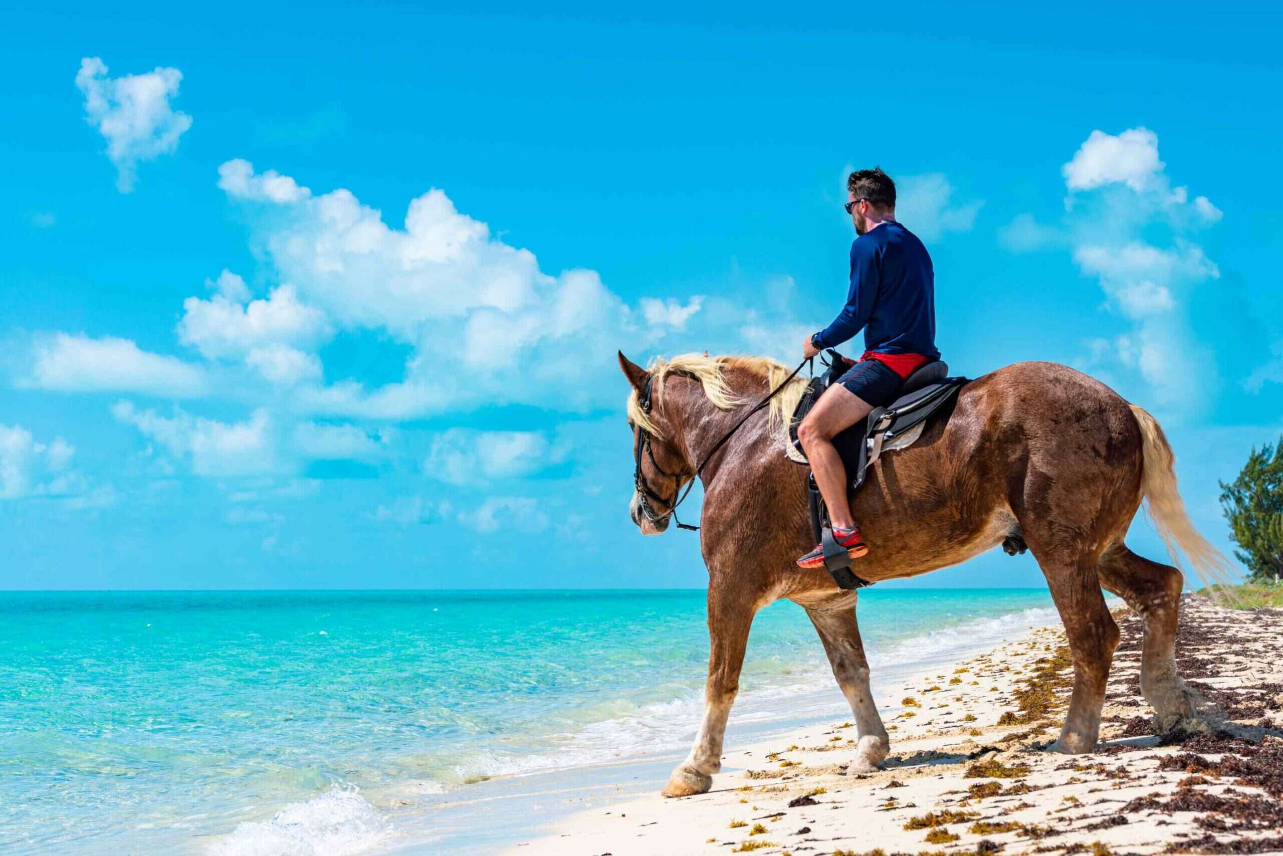 Turks & Caicos horse