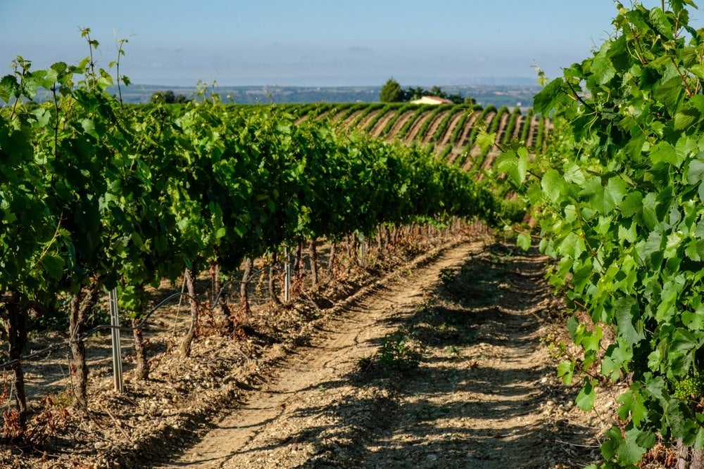 Spain vineyard