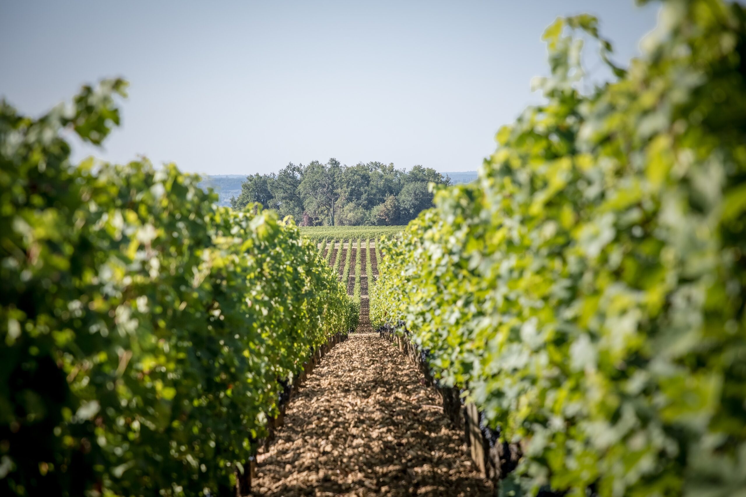 Vineyard Chateau Troplong Mondot