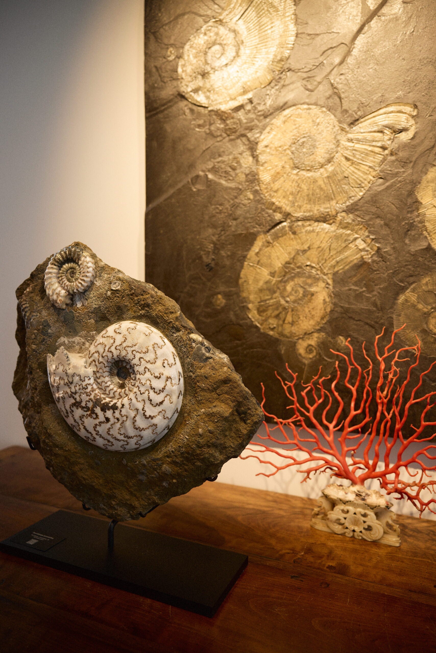 roy janssen fossil collection