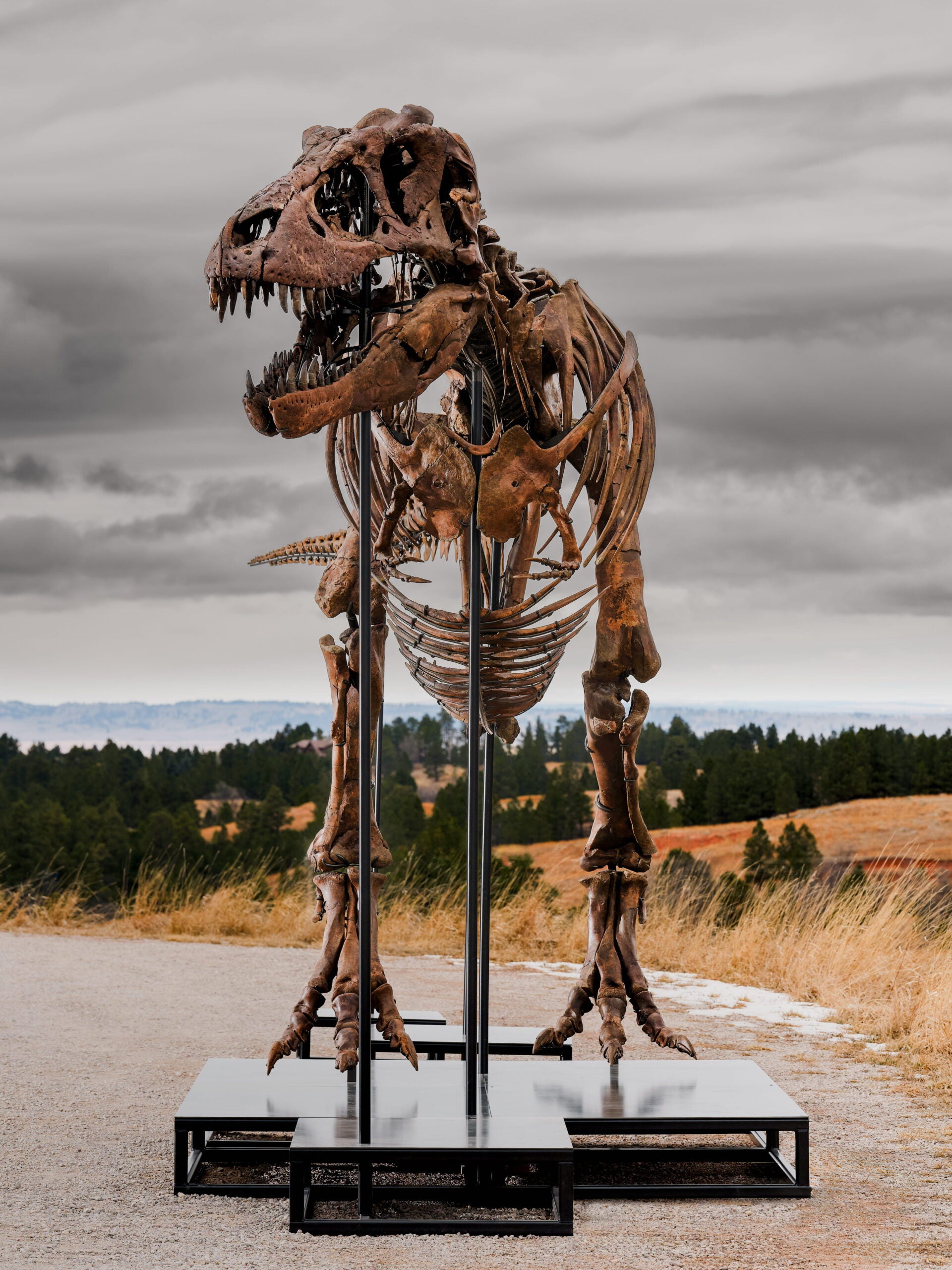 sotheby's auction t rex