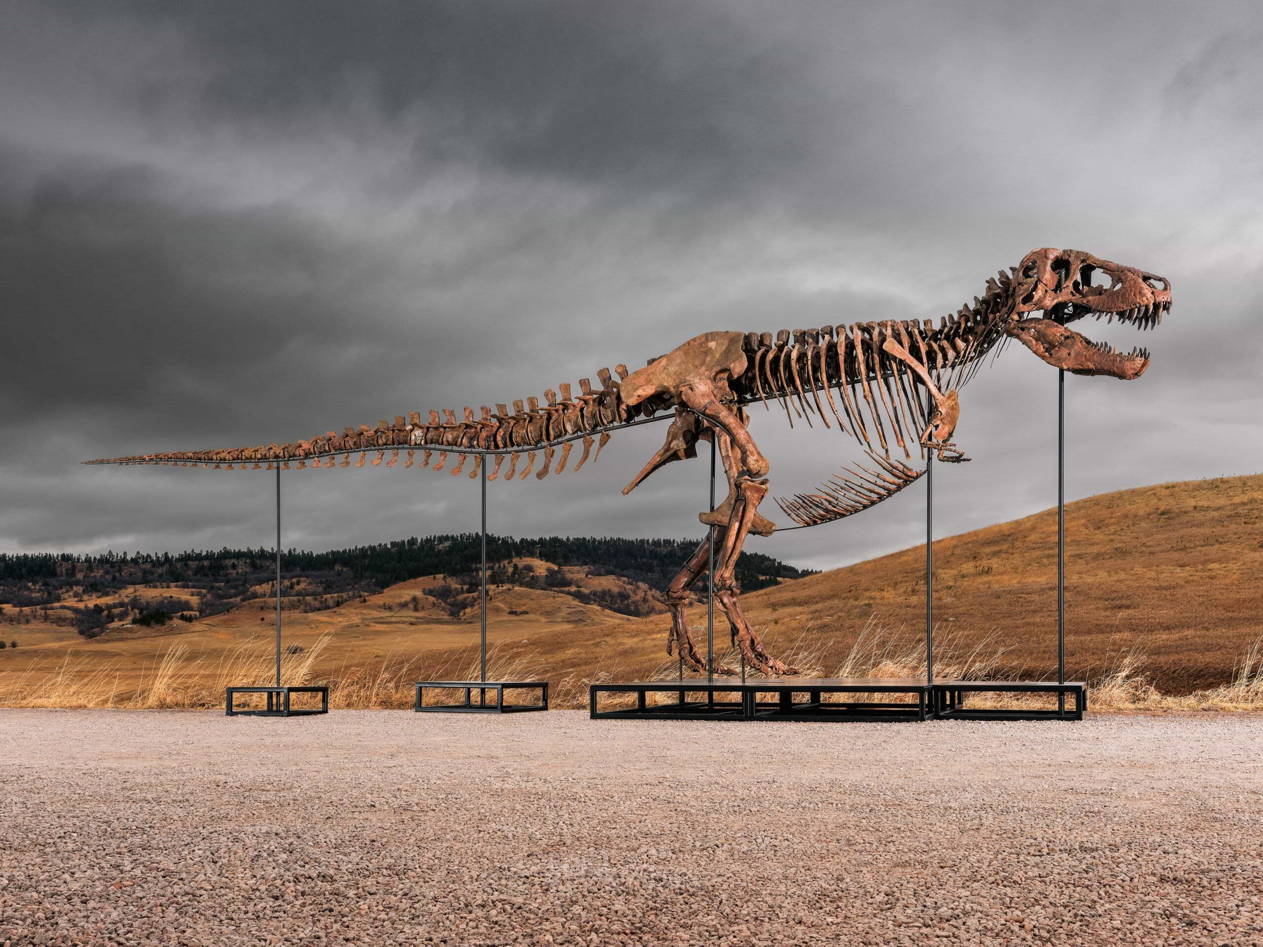 sotheby's auction t rex