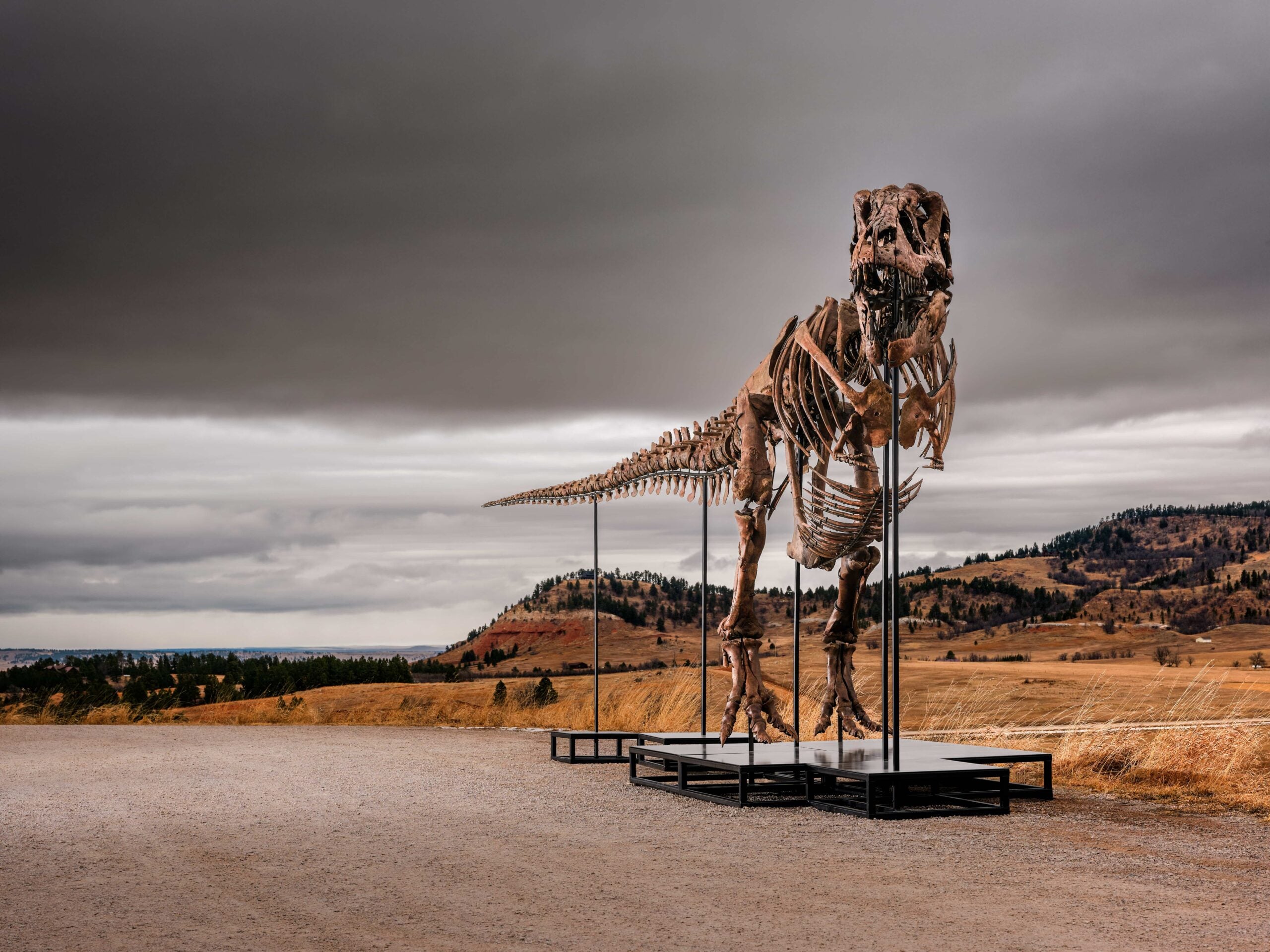 sotheby's auction t rex