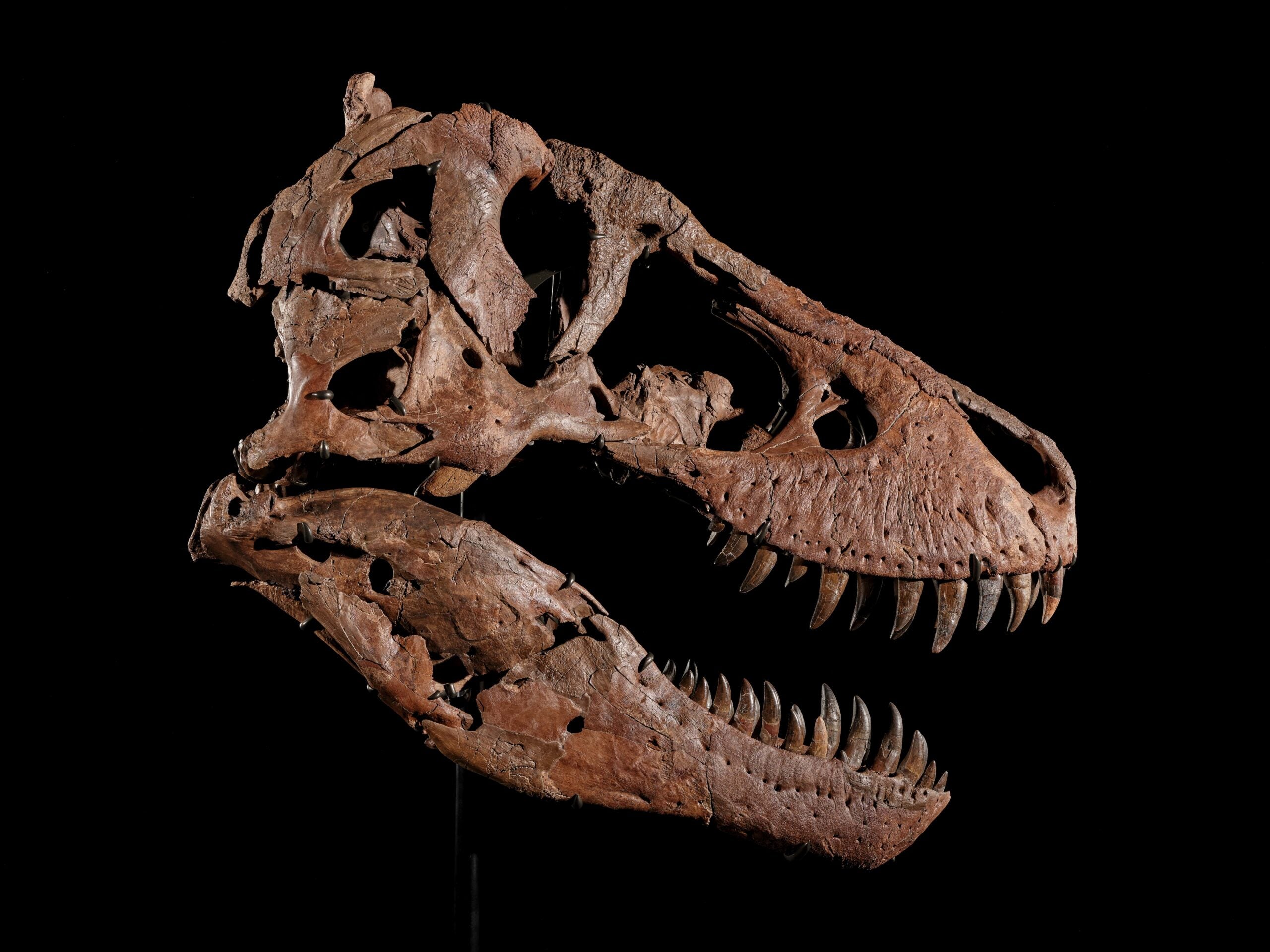 sotheby's auction t rex