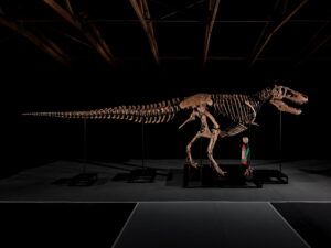 sotheby's auction t rex