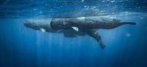 dominica whale watching