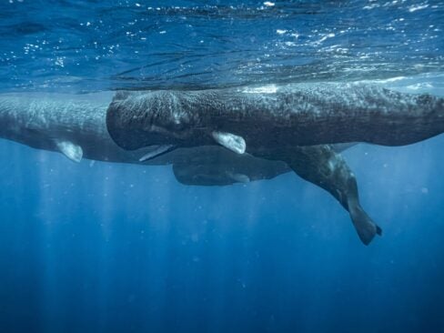 dominica whale watching