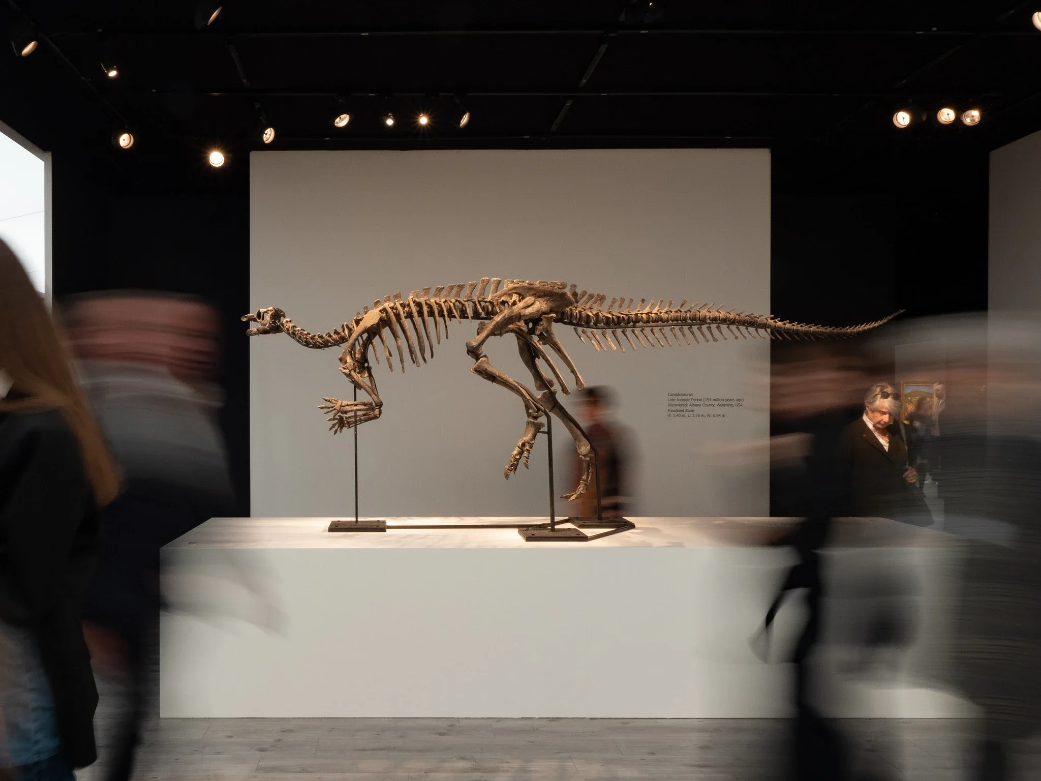 The Booming Business of Dinosaur Fossils
