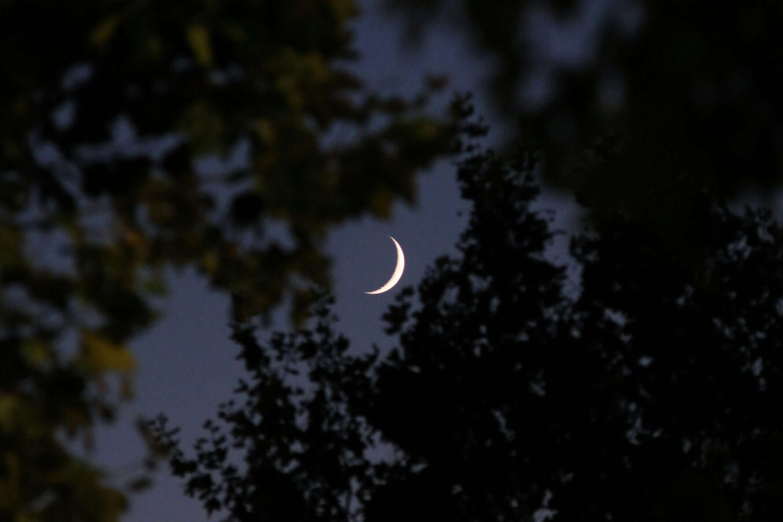 Crescent moon in the forest ; do lunar wellness treatments work