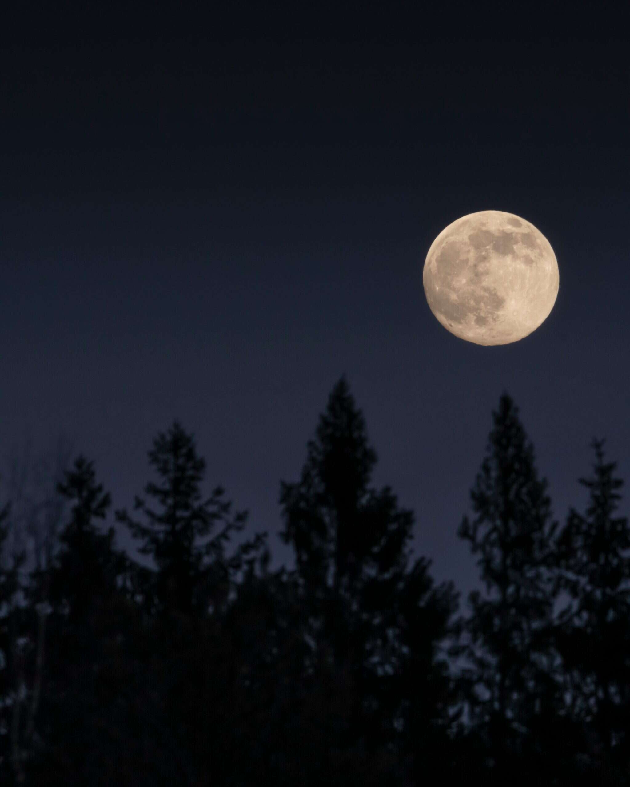 Full moon above a forest ; do lunar wellness treatments work