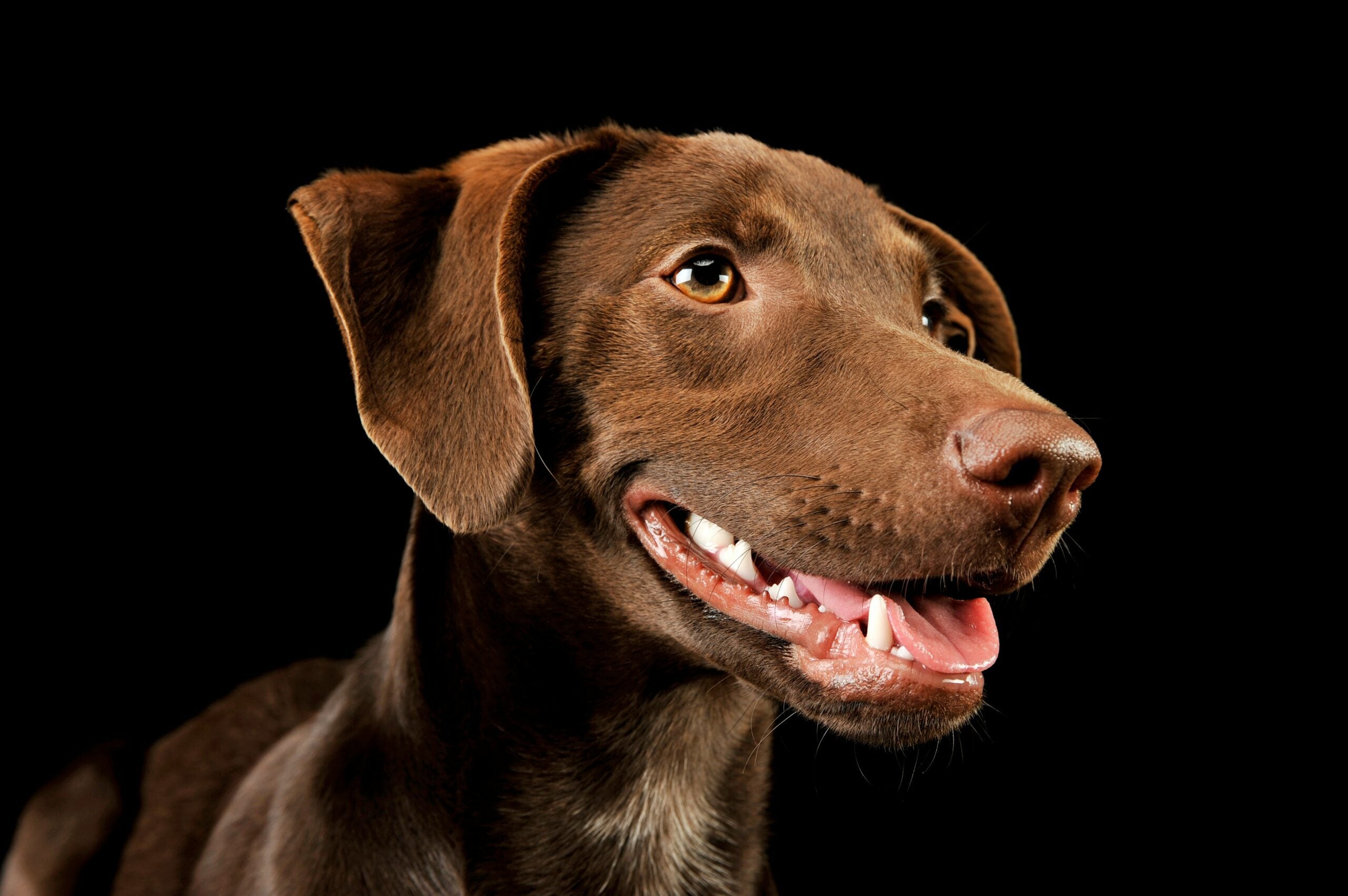 dog pet longevity treatments