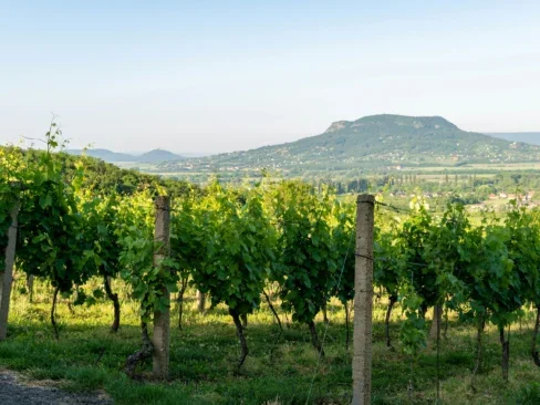 Champagne vineyards ; luxury champagne travel guide