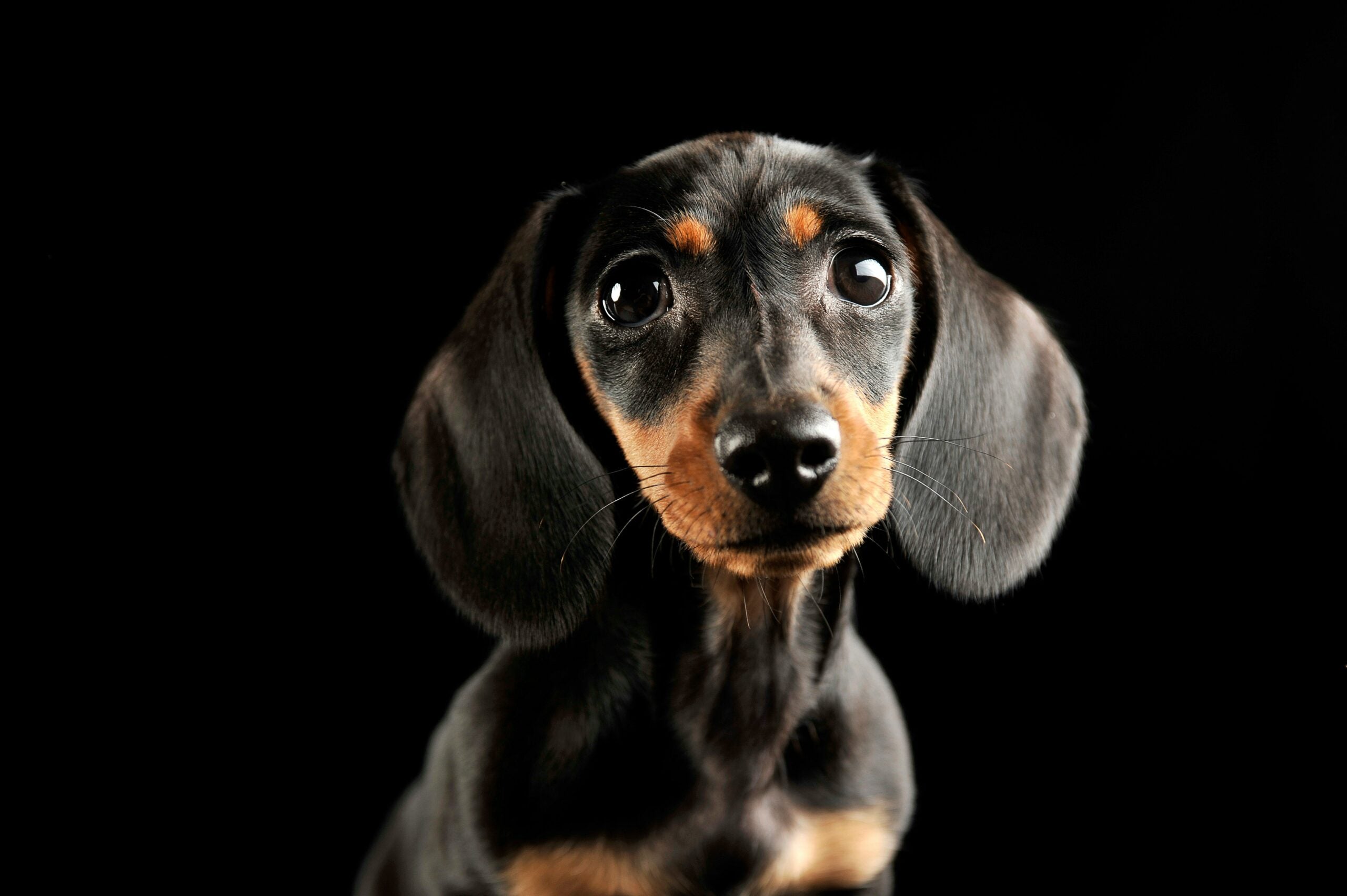 dog pet longevity treatments