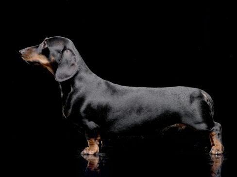 sausage dog