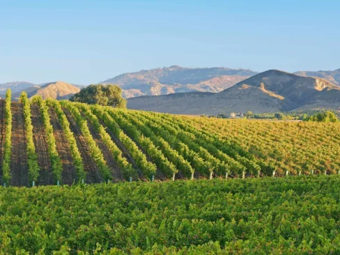 buying a vineyard